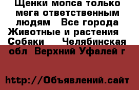 Щенки мопса только мега-ответственным людям - Все города Животные и растения » Собаки   . Челябинская обл.,Верхний Уфалей г.